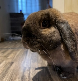 Juno, Daniel's lop-eared rabbit