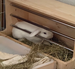 Otis, Daniel's white rabbit, resting beside his hay tray